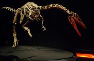 Dinosauri. Giganti dall'Argentina